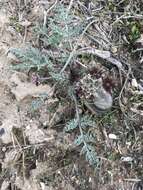 Image of widewing springparsley