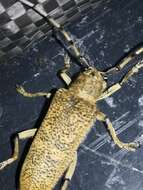 Image of Poplar Long-Horned Beetle