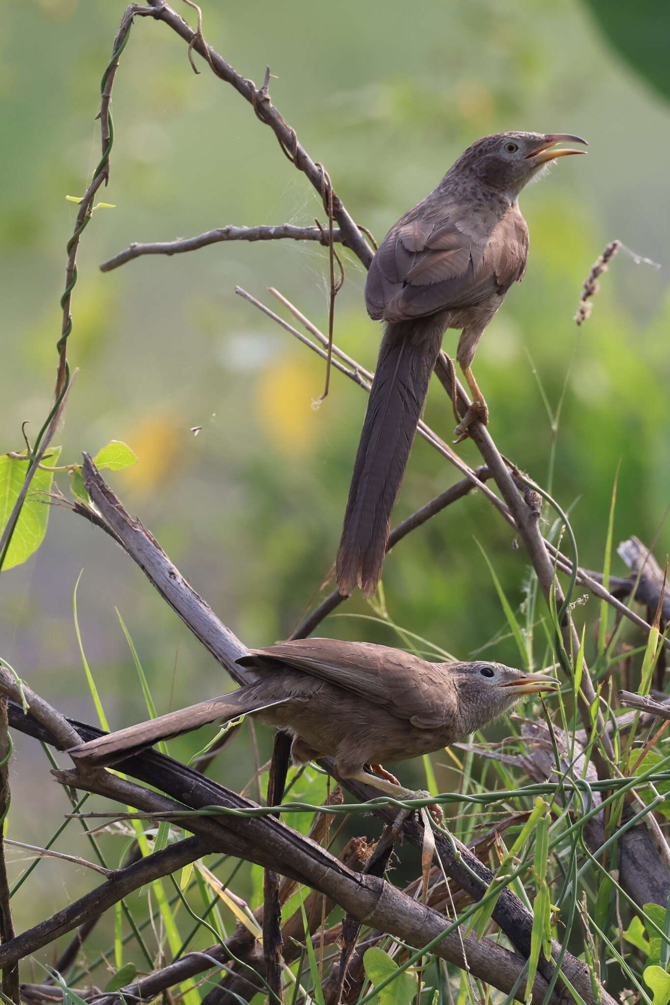 Image of Arabian Babbler