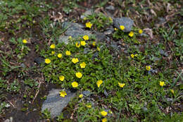 Image de Potentilla brauniana