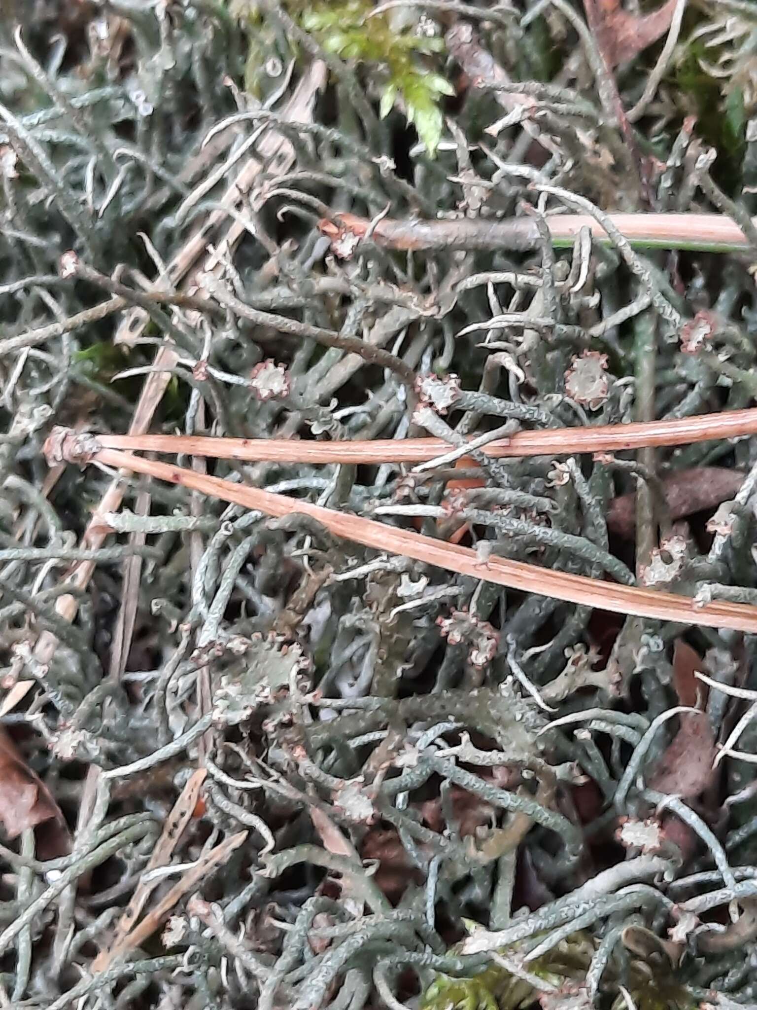 Image of cup lichen