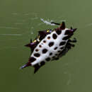 Image of Gasteracantha tondanae Pocock 1897