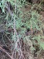 Image of Canary Island tamarisk