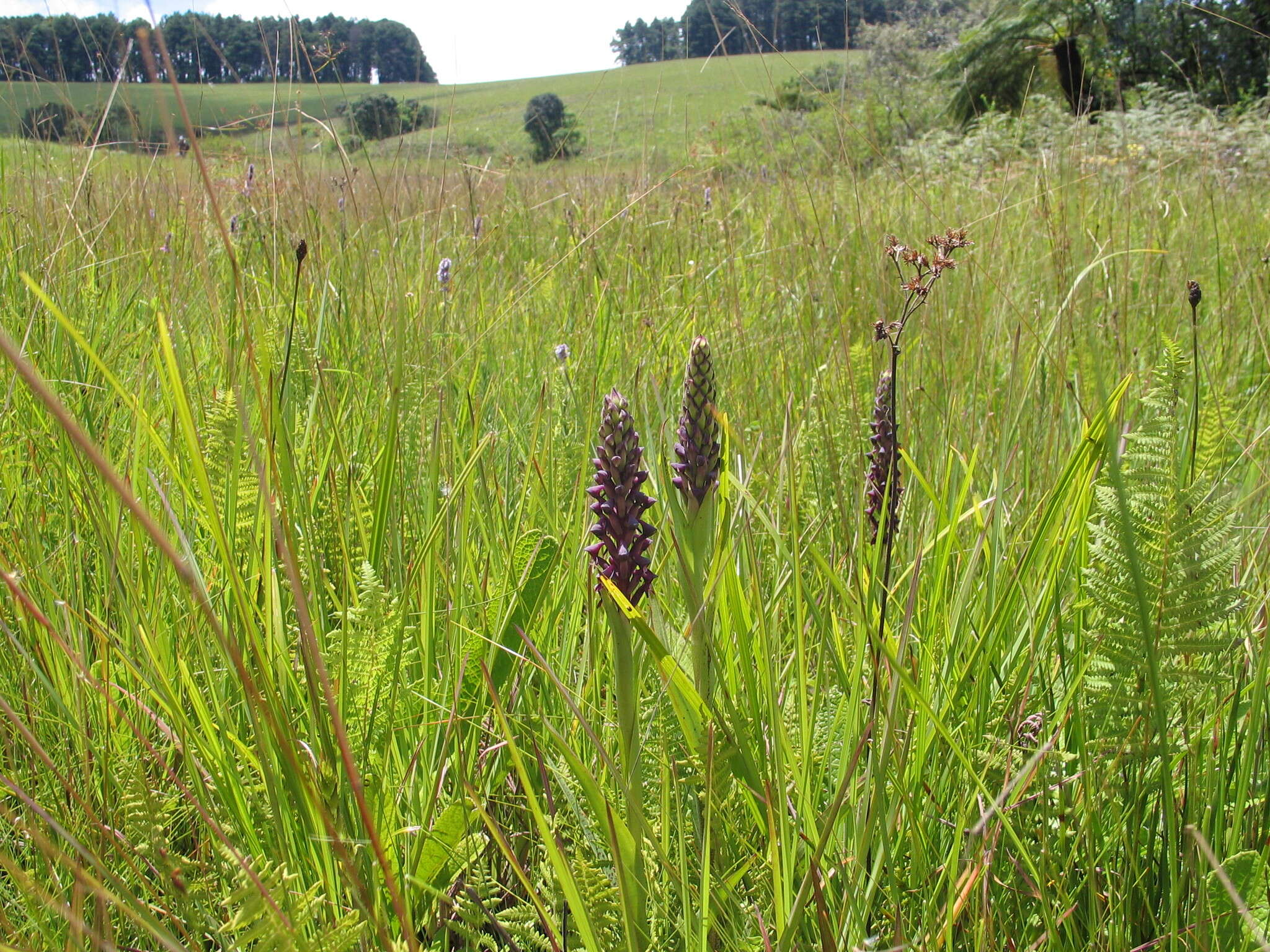 Image de Disa hircicornis Rchb. fil.