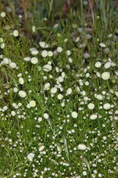 Imagem de Cotula bipinnata Thunb.