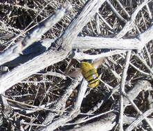 Image of Xylocopa caffra (Linnaeus 1767)