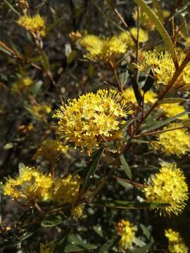 Image of Phebalium squamulosum subsp. coriaceum Paul G. Wilson