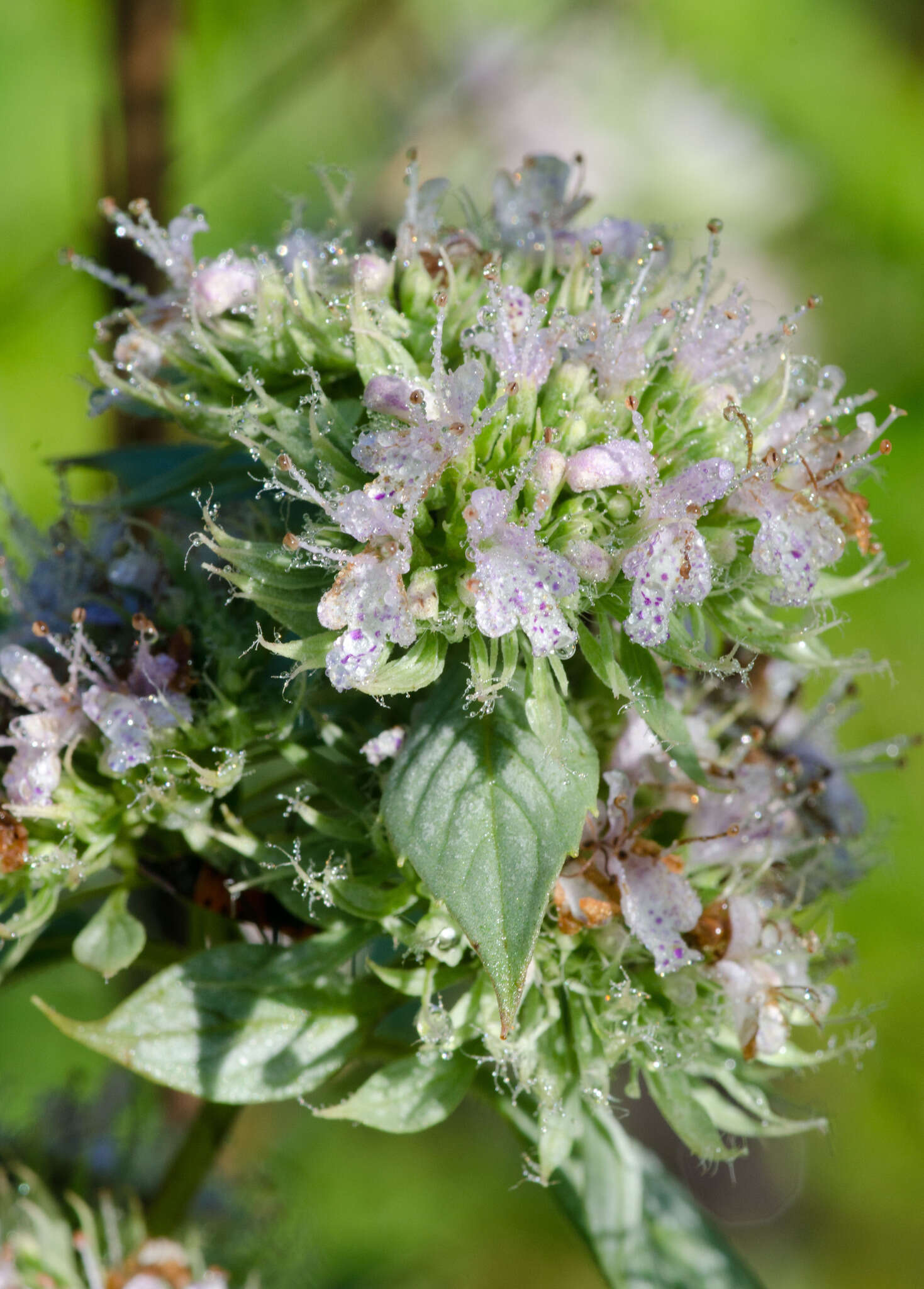 Image of hoary mountainmint