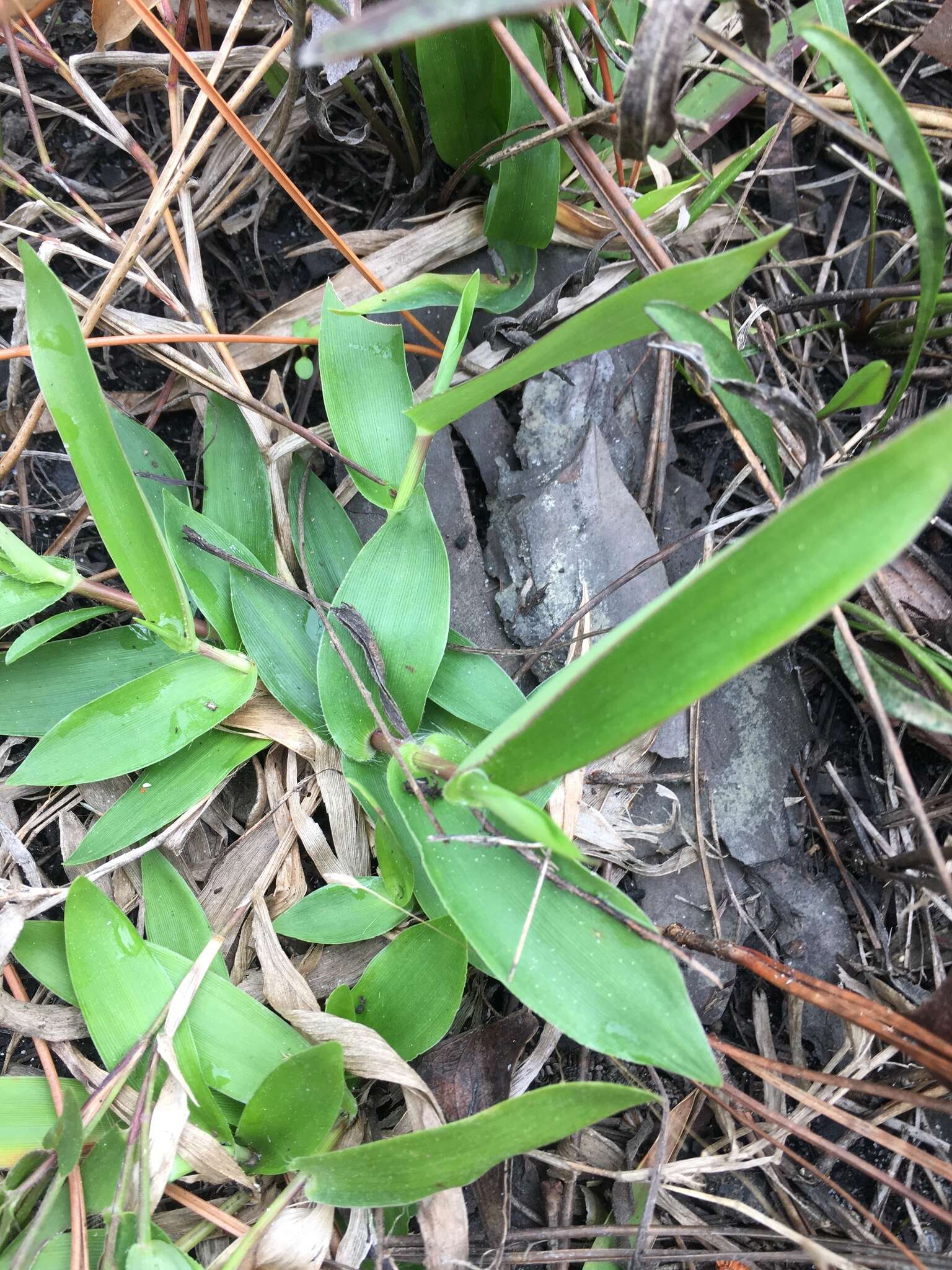 Panicum sphaerocarpon Elliott resmi