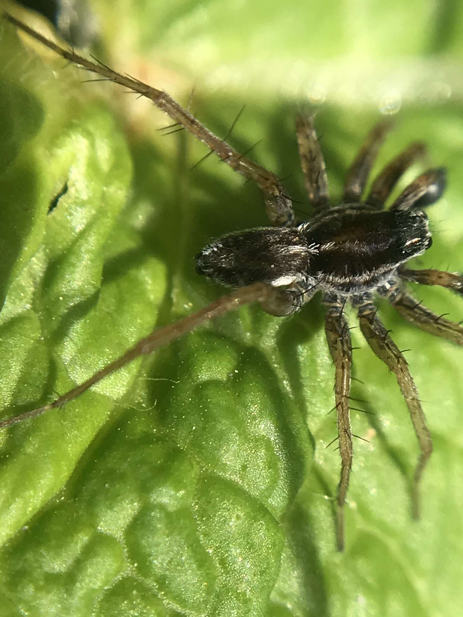 Image of Wolf spider