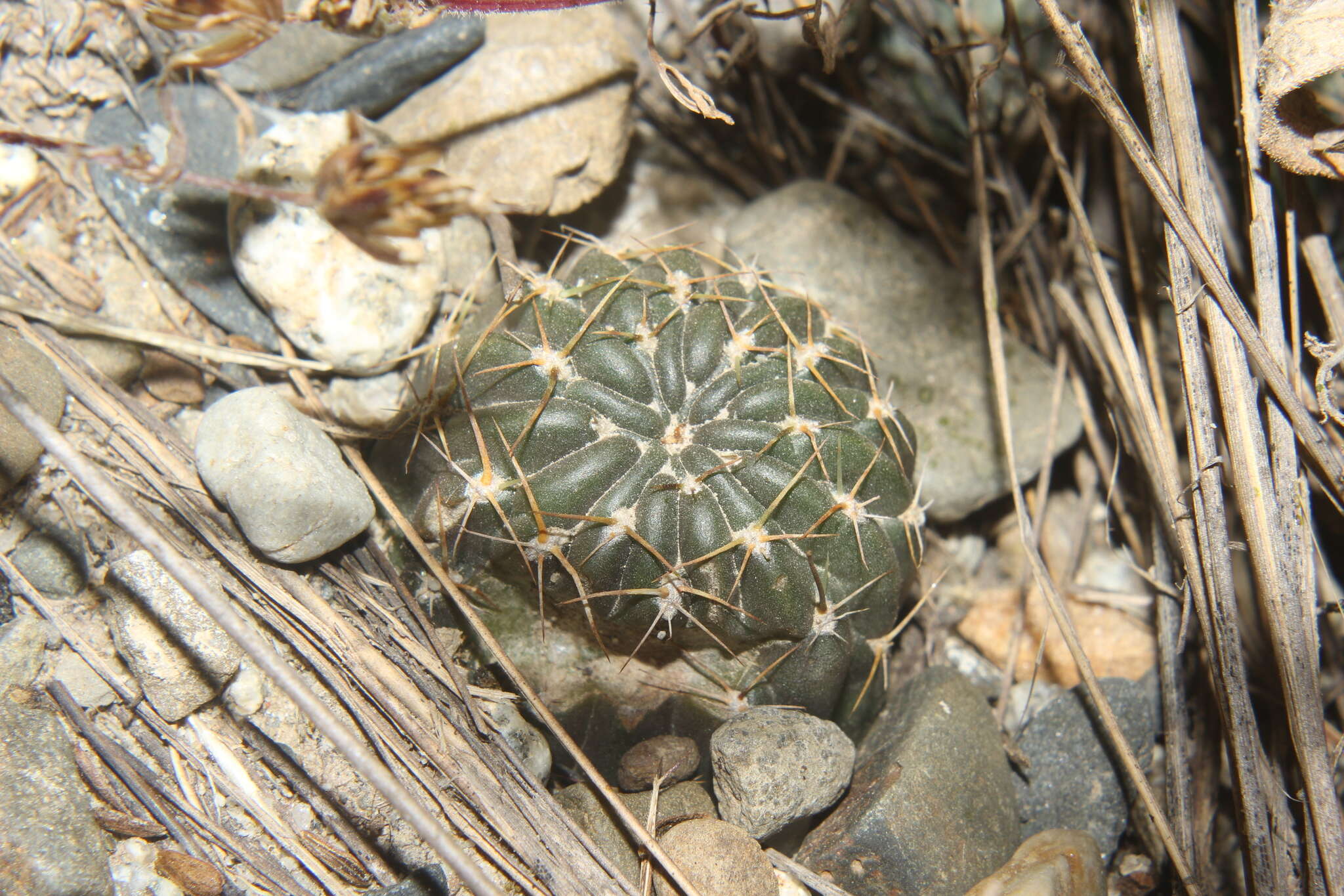 Echinopsis backebergii Werderm. resmi