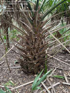 Image of Brazoria palmetto