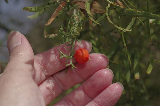 Image of slimlobe globeberry