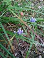 Imagem de Gentiana linearis Froel.