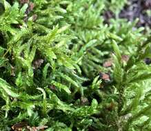 Image of big red stem moss