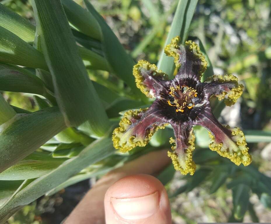 صورة Ferraria crispa Burm.