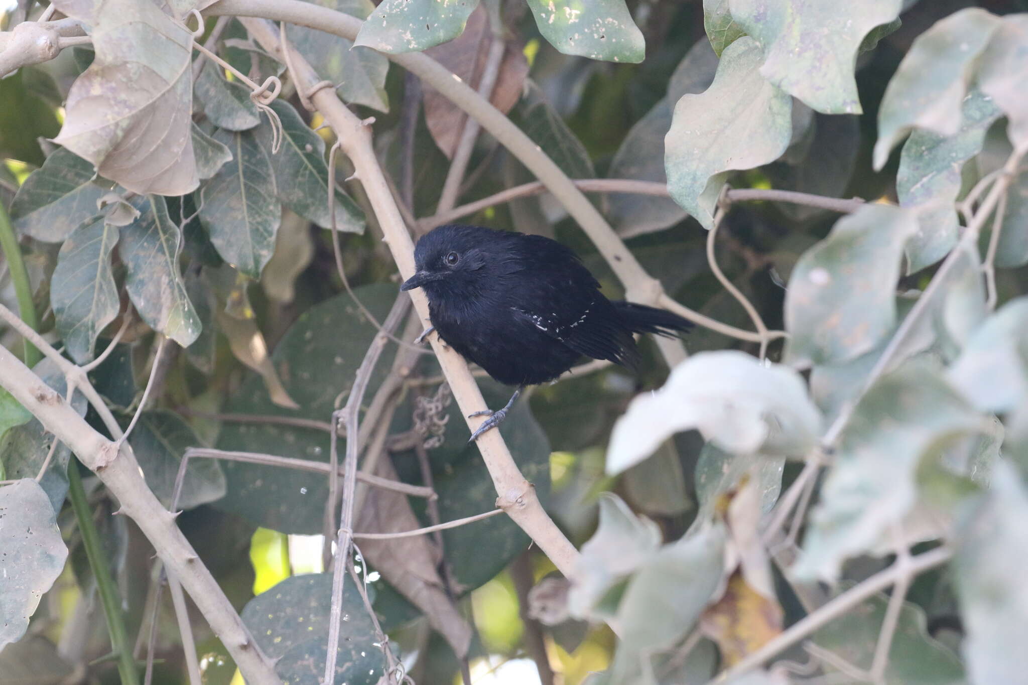 Image of Mato Grosso Antbird