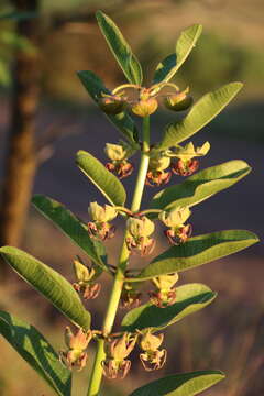 Image of Pachycarpus appendiculatus E. Mey.