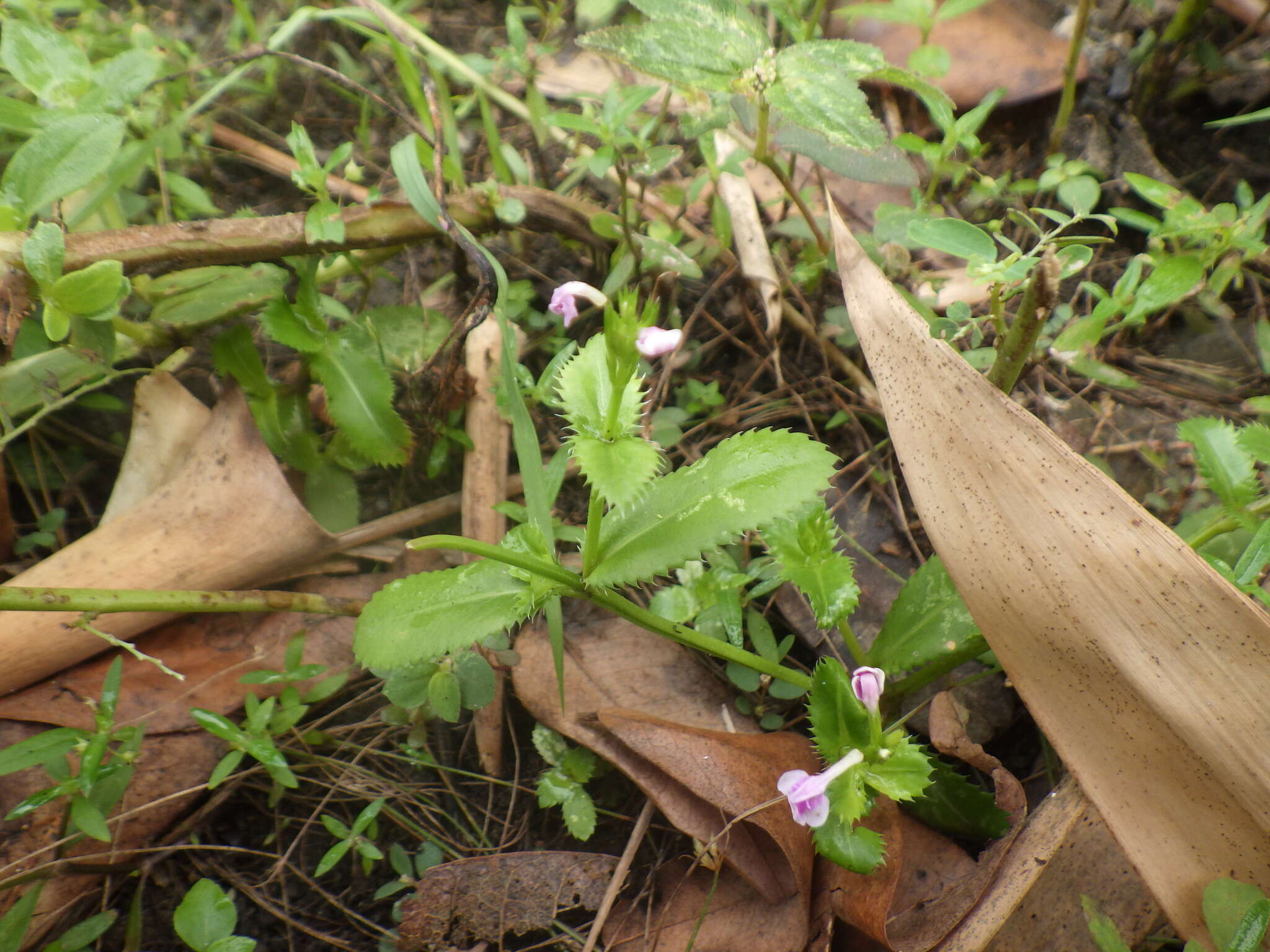 Image de Bonnaya ciliata (Colsm.) Spreng.