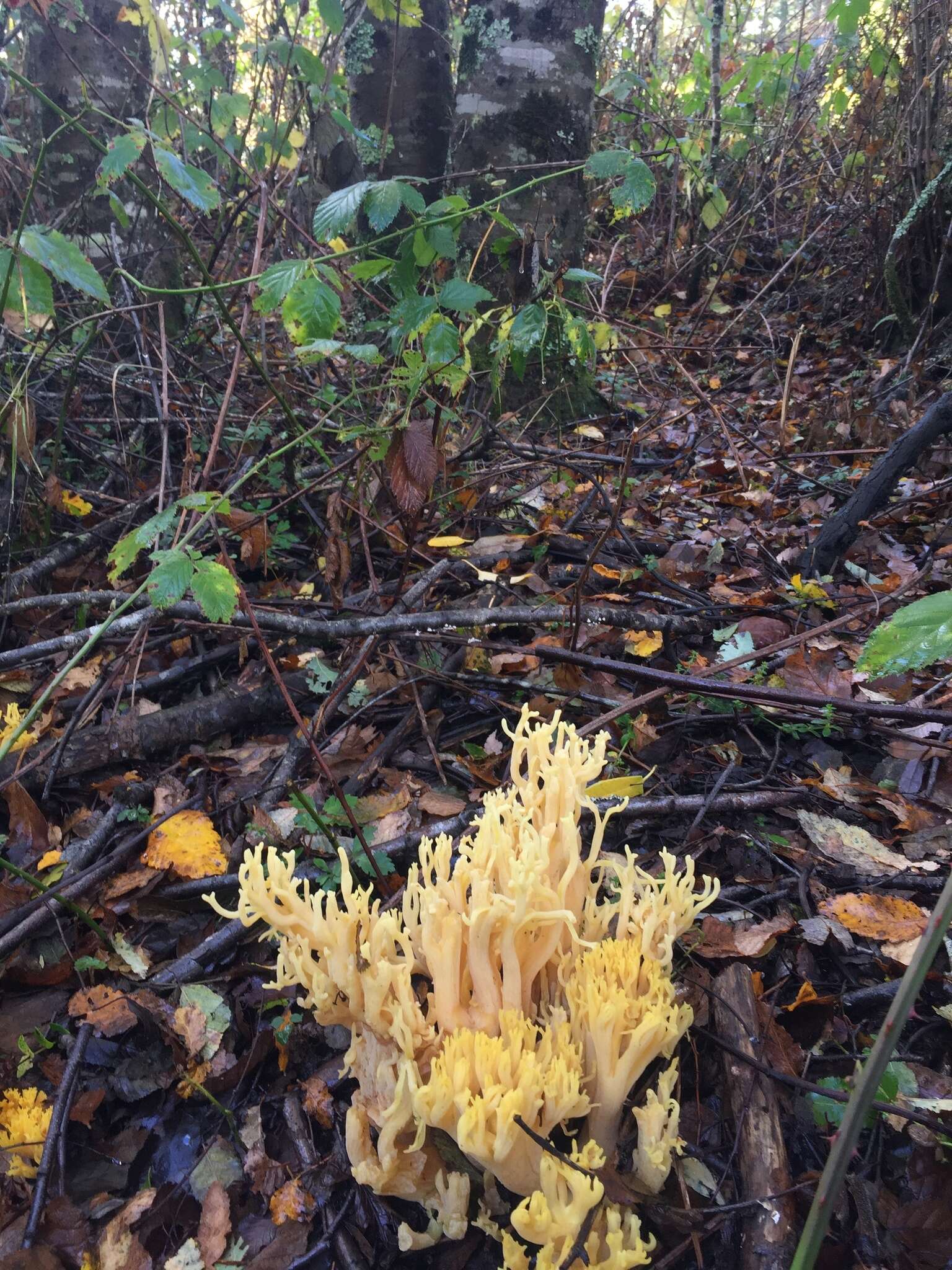 Ramaria flava (Schaeff.) Quél. 1888 resmi