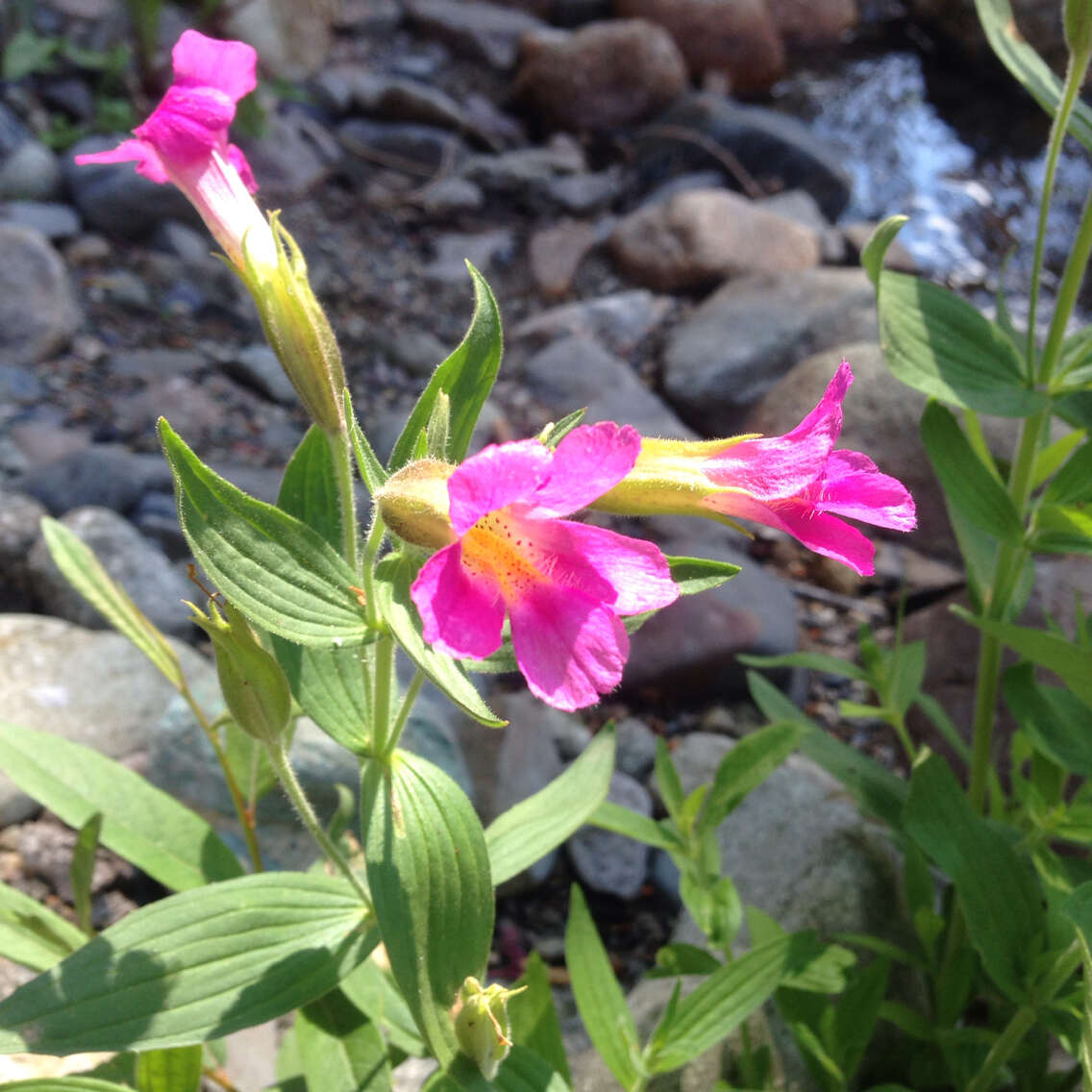 Image of Great Purple Monkey-Flower