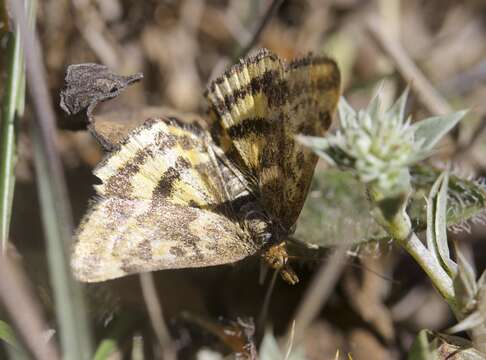 Image of Pyrausta subsequalis Guenée 1854