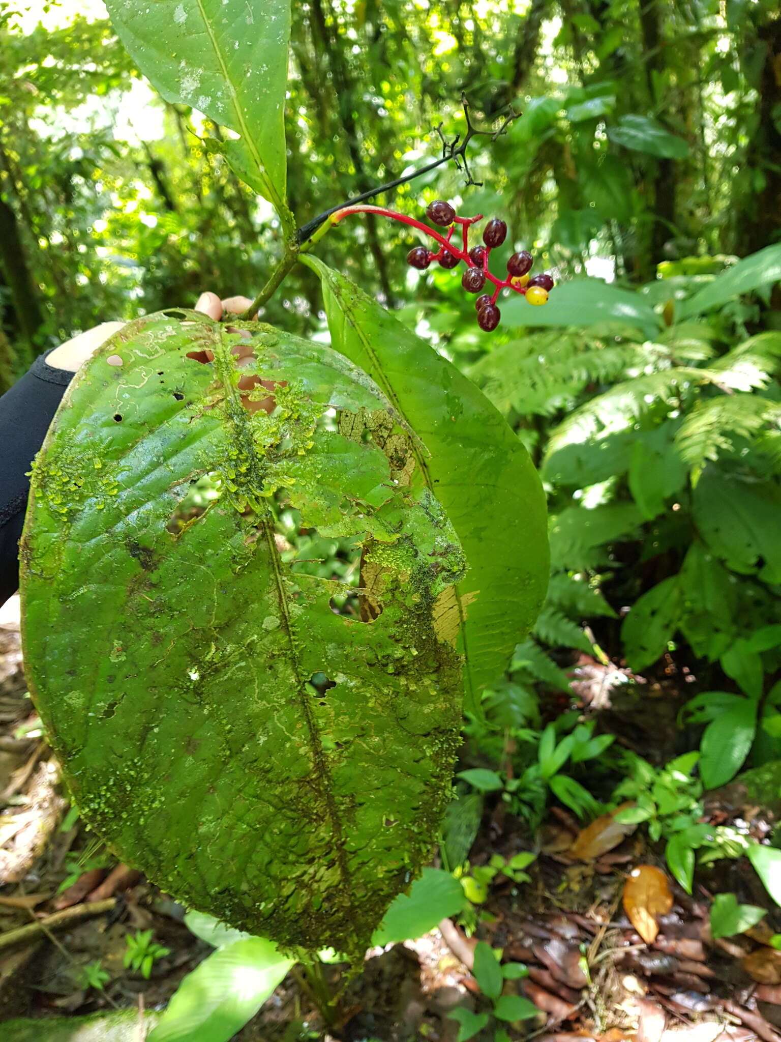 Image of Neea orosiana Standl.