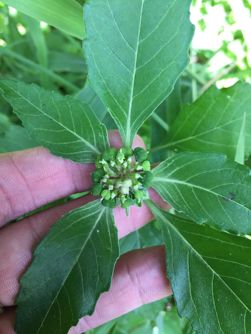 Слика од Euphorbia dentata Michx.