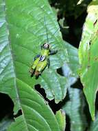 Image of Helolampis coloniana Descamps 1983