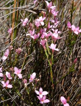 Image of Lachnaea uniflora (L.) Cr.