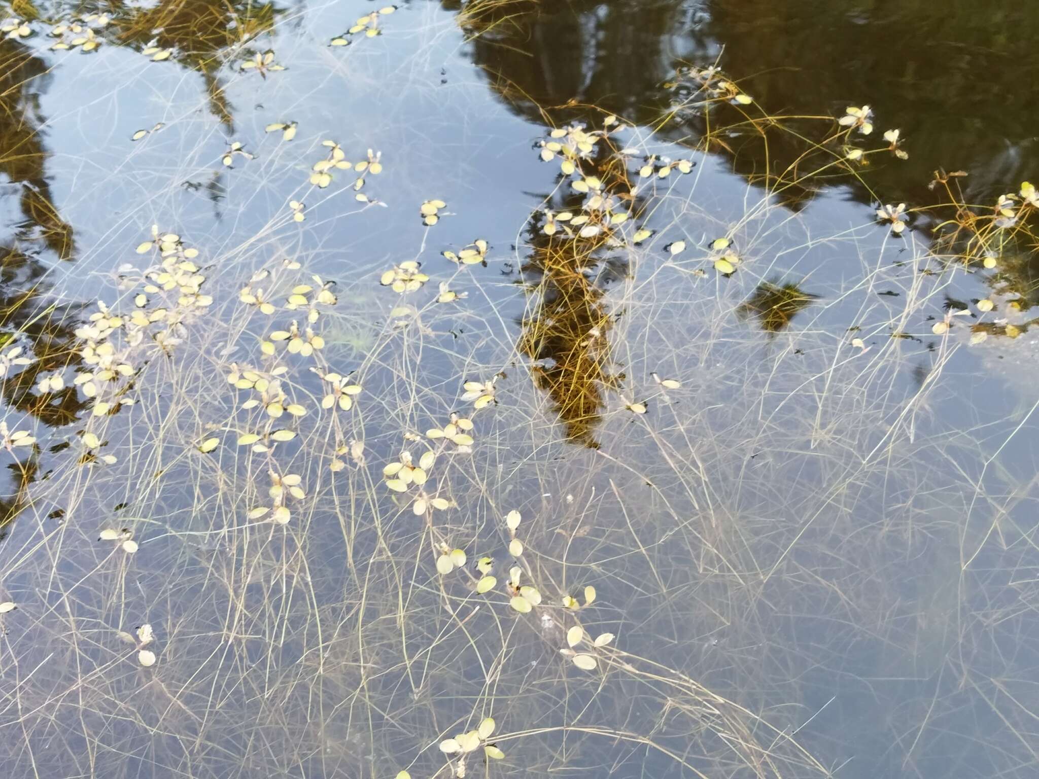 Image of Vasey's pondweed