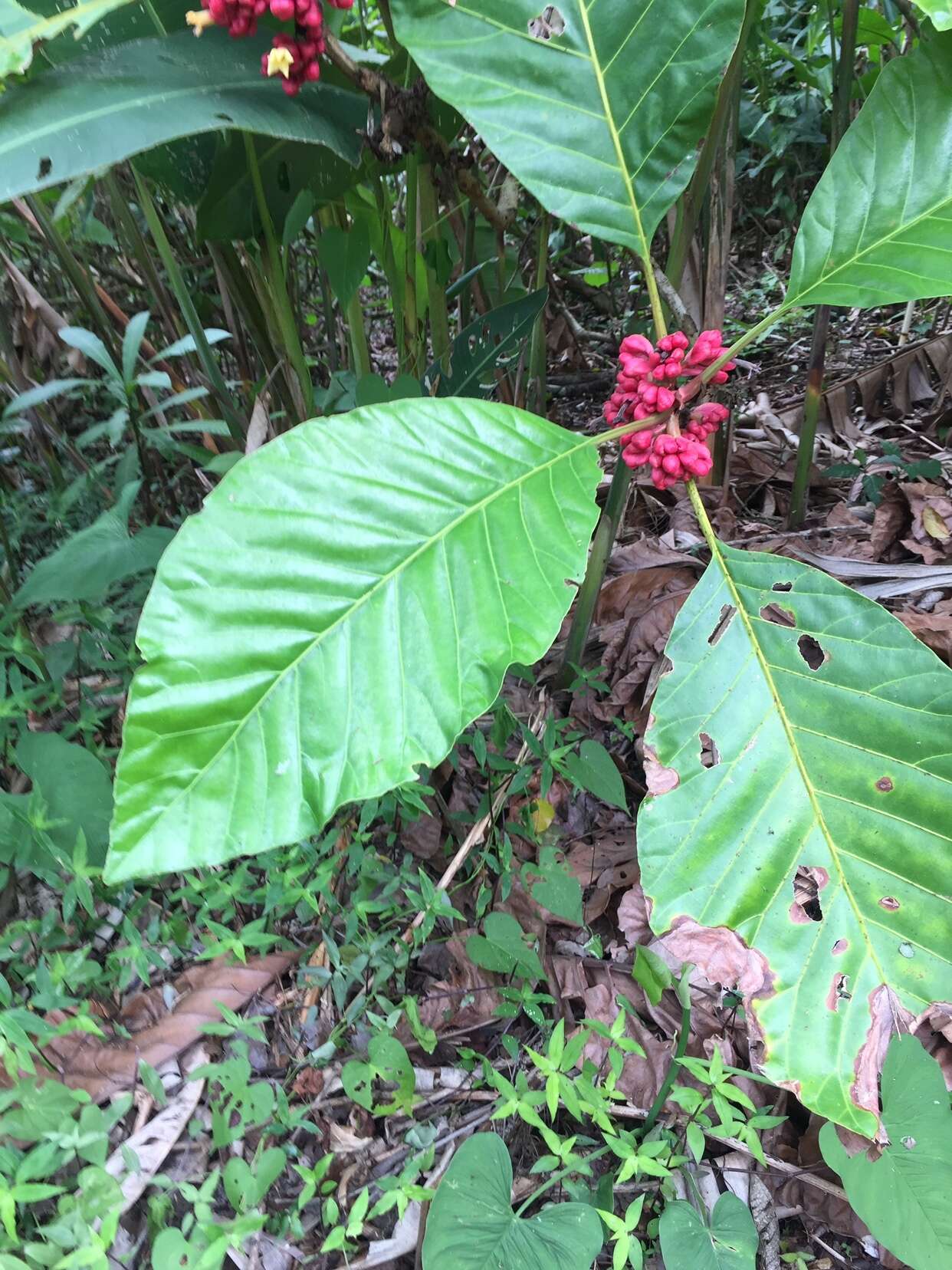 Image of Pentagonia macrophylla Benth.