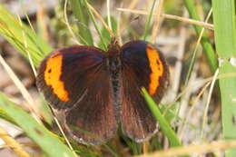 Image of Zapater’s Ringlet