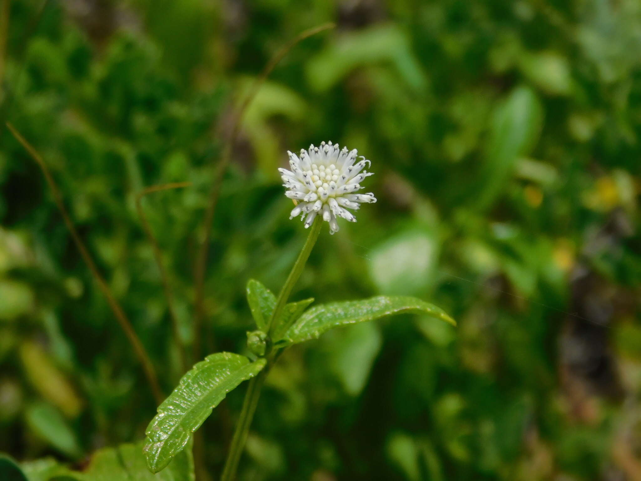 Melanthera nivea (L.) Small resmi