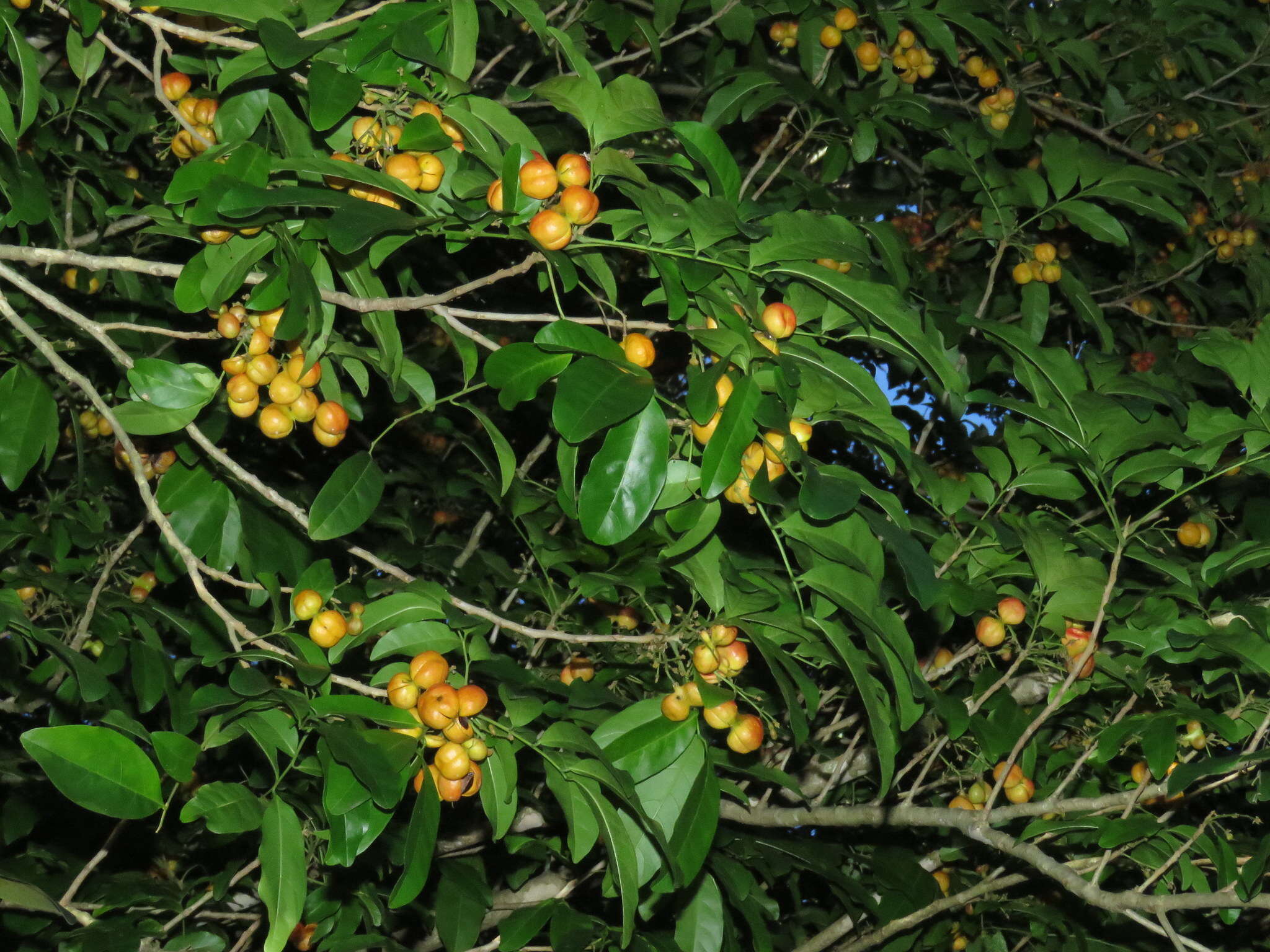 Imagem de Harpullia pendula Planch. ex F. Müll.