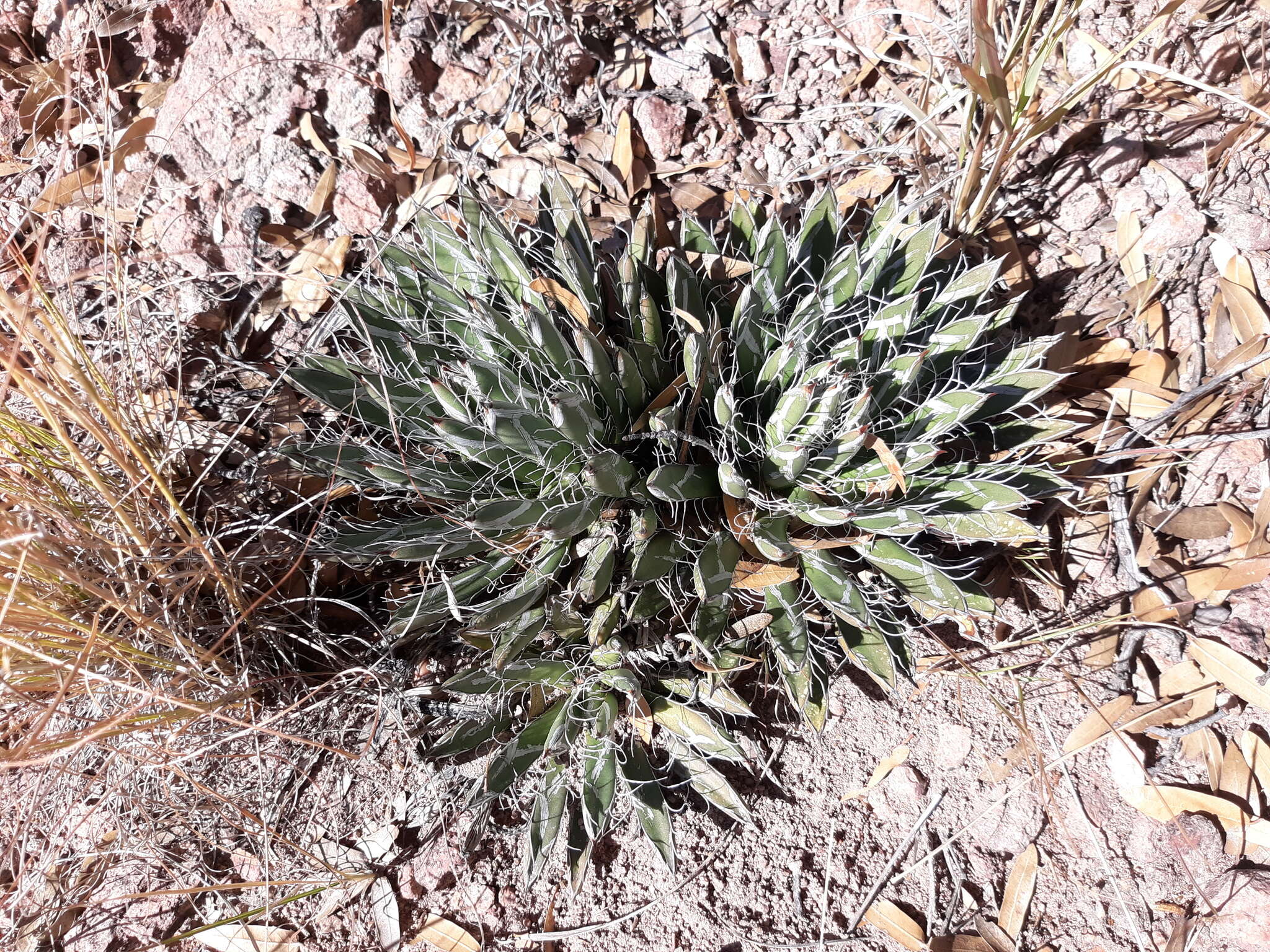 Image of Agave parviflora subsp. parviflora