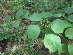 Image of Isodon japonicus var. glaucocalyx (Maxim.) H. W. Li