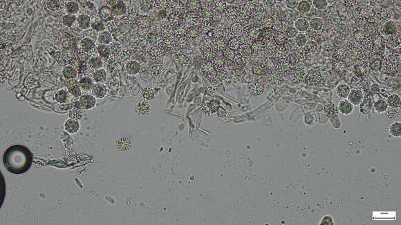 Image of Heliogaster columellifer (Kobayasi) Orihara & K. Iwase 2010