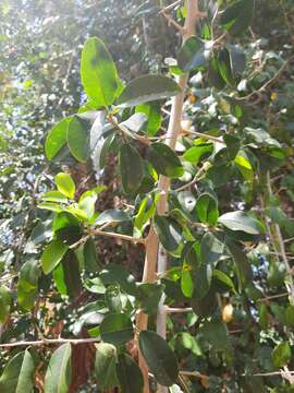 Image of African osage-orange