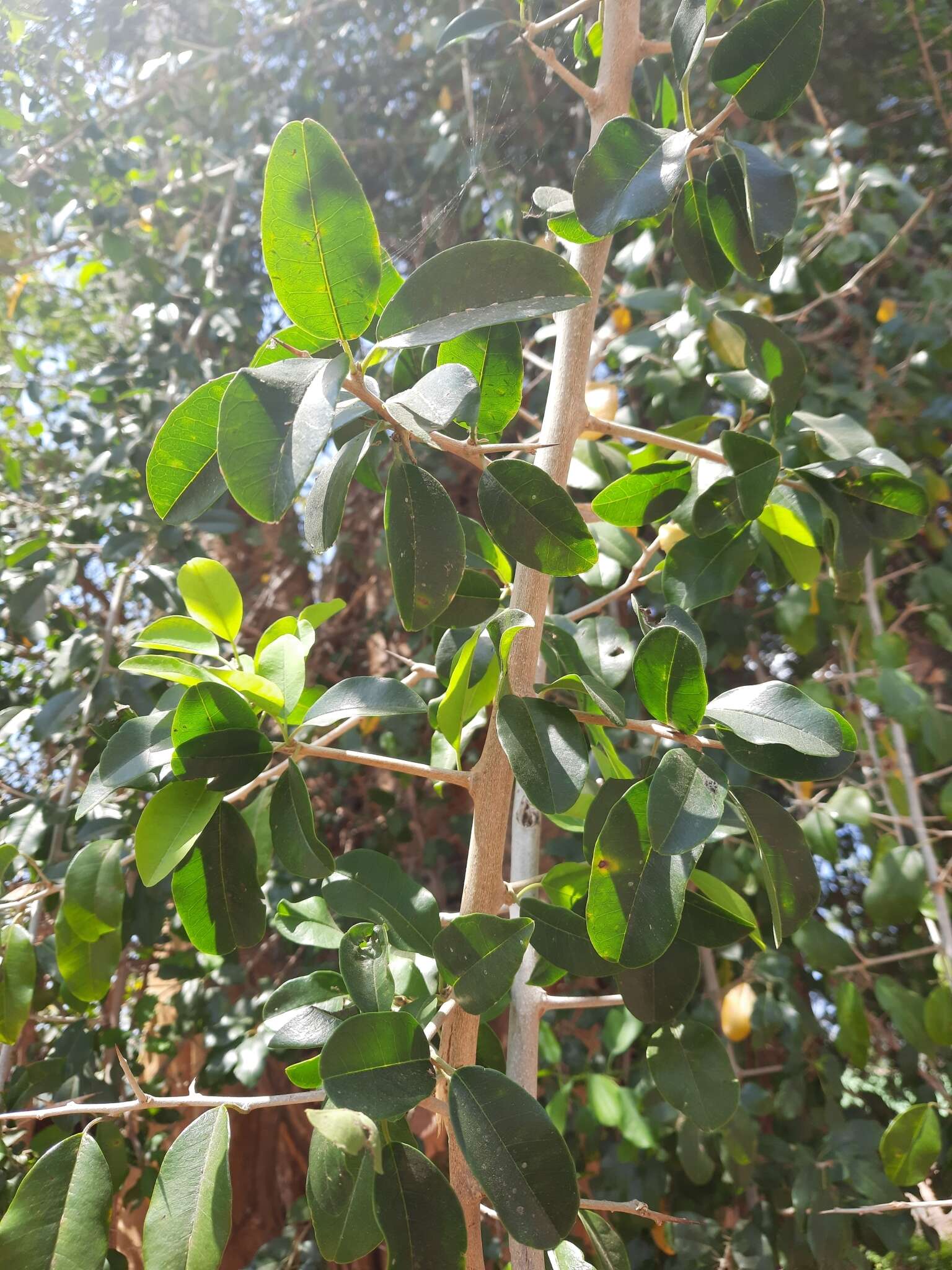 Image of African osage-orange