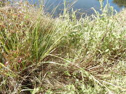 صورة عشب الحبل البراري