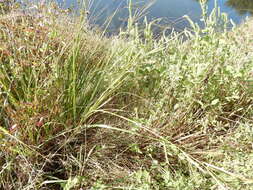 Image of Freshwater Cord Grass