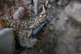 Imagem de Broscus (Broscus) cephalotes (Linnaeus 1758)