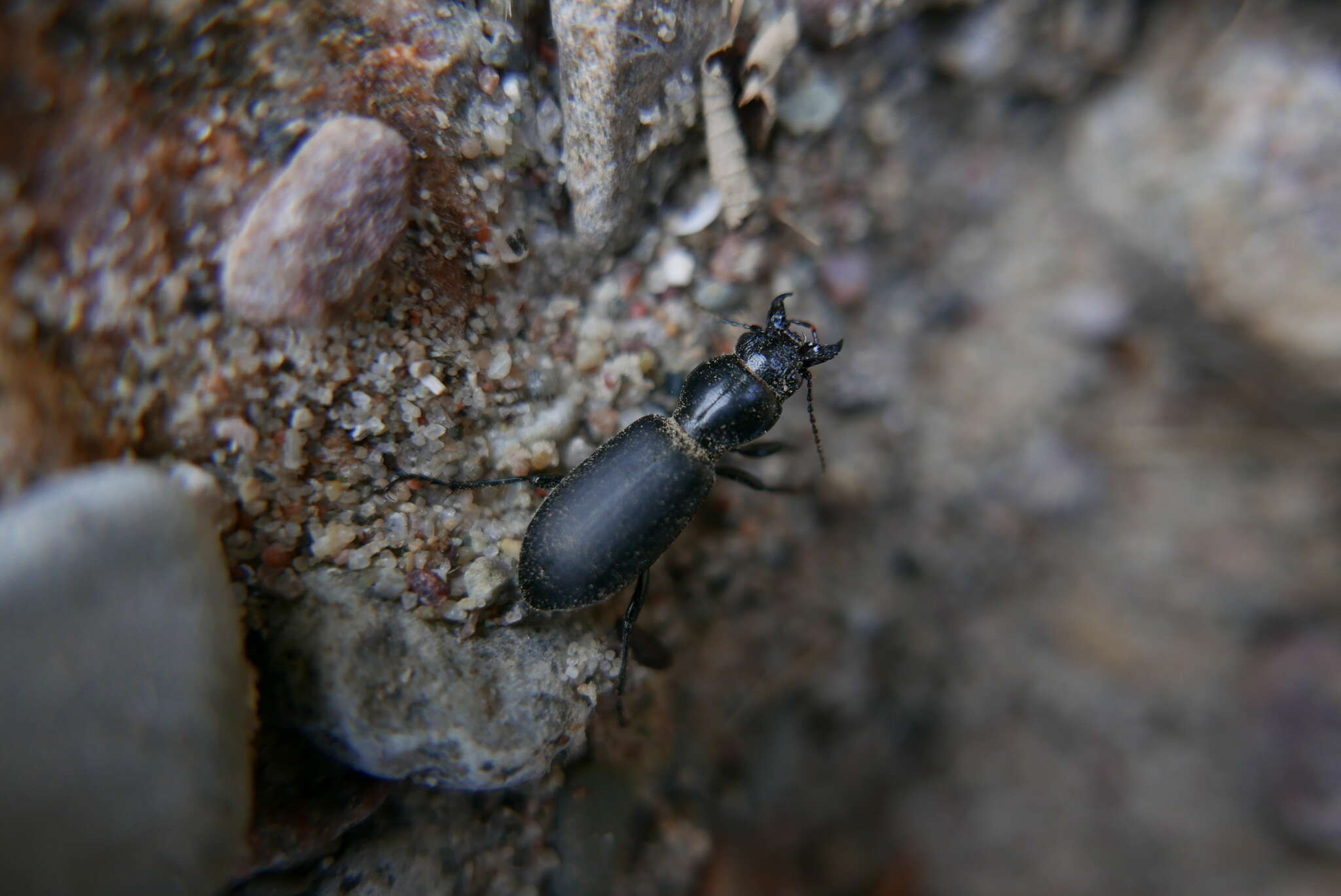 Imagem de Broscus (Broscus) cephalotes (Linnaeus 1758)