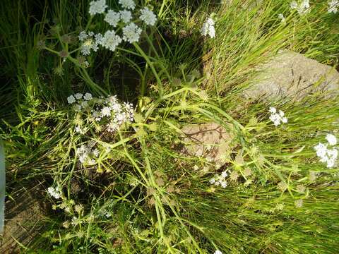 Oenanthe silaifolia Bieb. resmi