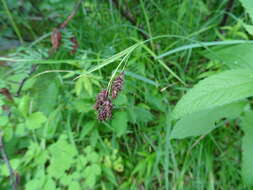 Image of scrabrous black sedge