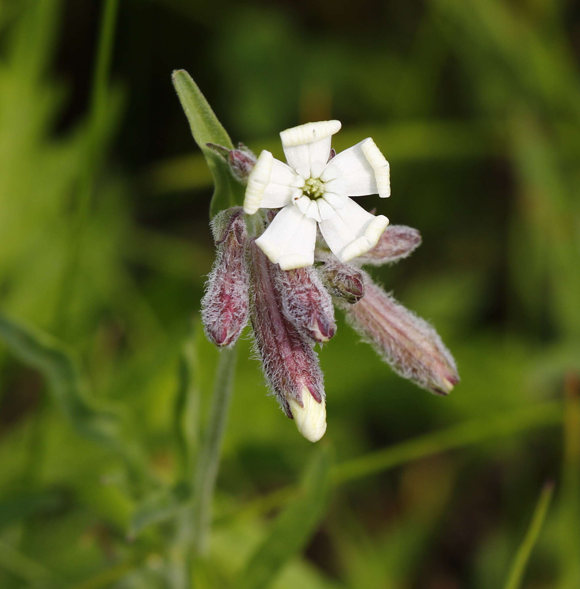 Imagem de <i>Silene amoena</i>