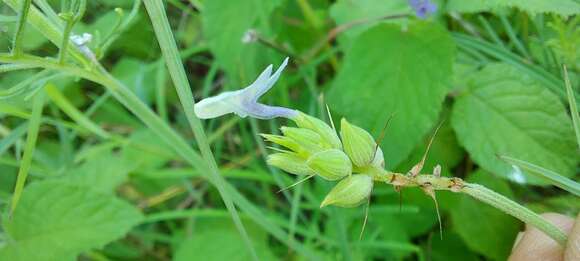 Image of Lavandula bipinnata (Roth) Kuntze