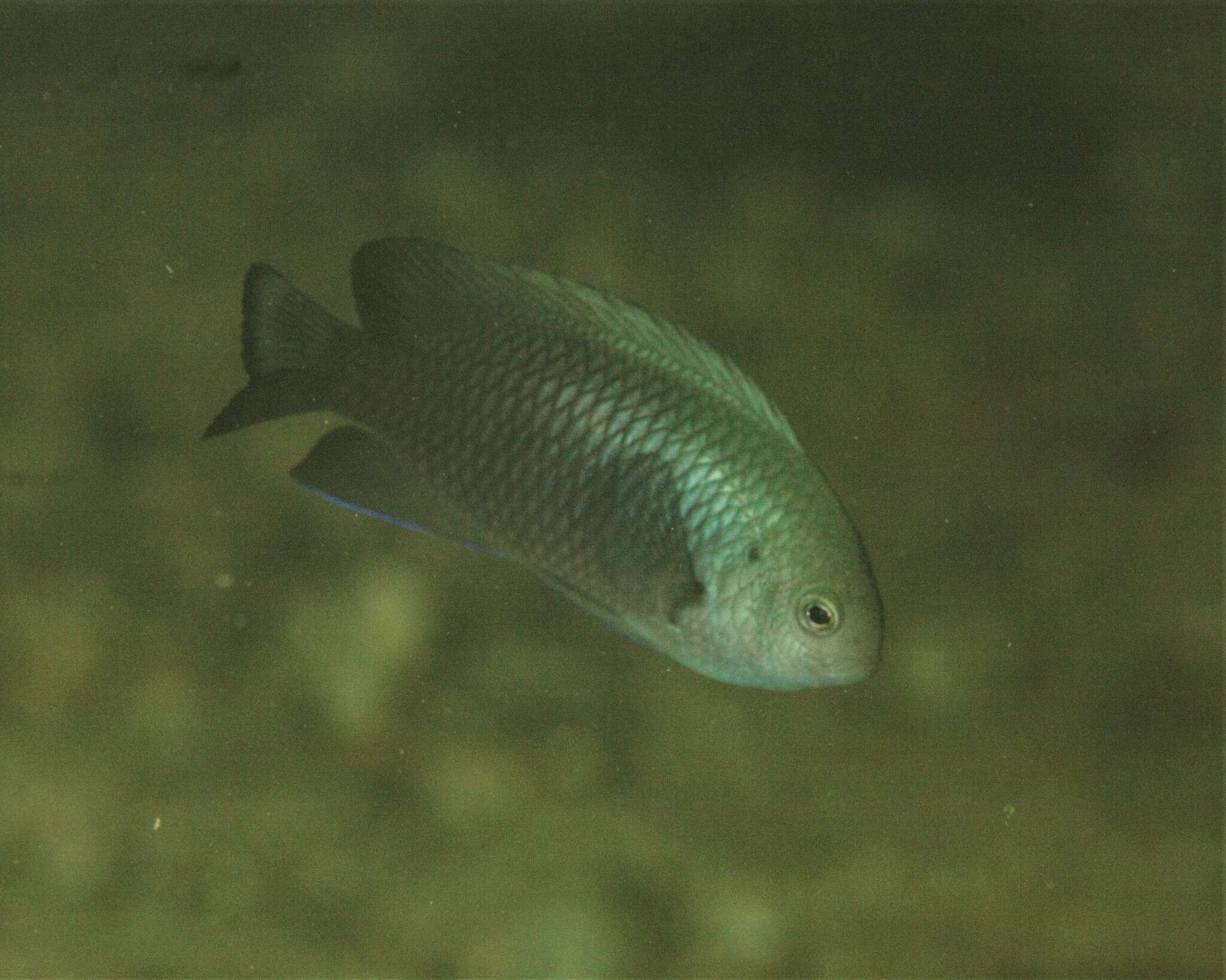 Image of Australian damsel