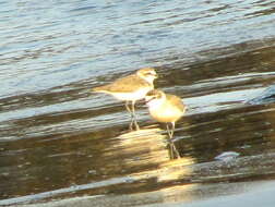 صورة Charadrius marginatus marginatus Vieillot 1818